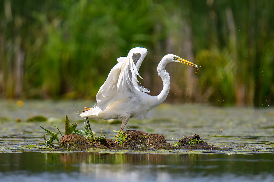 florida bird species